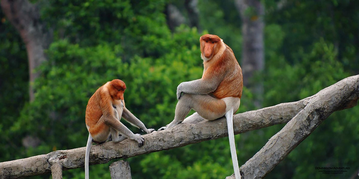 2 playful Proboscis Monkeys sitting on a branch.
